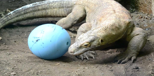 What a Komodo dragon can teach us about energy balance